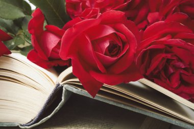 Kırmızı gül üzerinde hafif bir taş zemin üzerine açık bir kitap. Conce