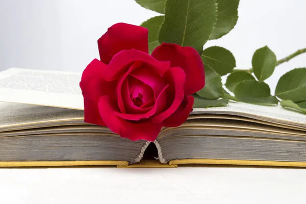 Rosa roja en un libro abierto sobre un fondo de piedra clara. El cóncavo — Foto de Stock