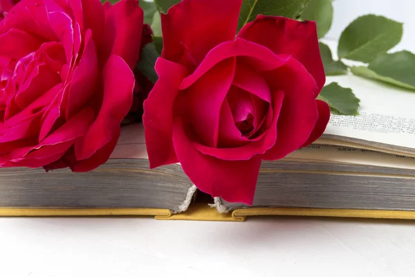 Rosas vermelhas em um livro aberto em um fundo de pedra leve. A concha — Fotografia de Stock