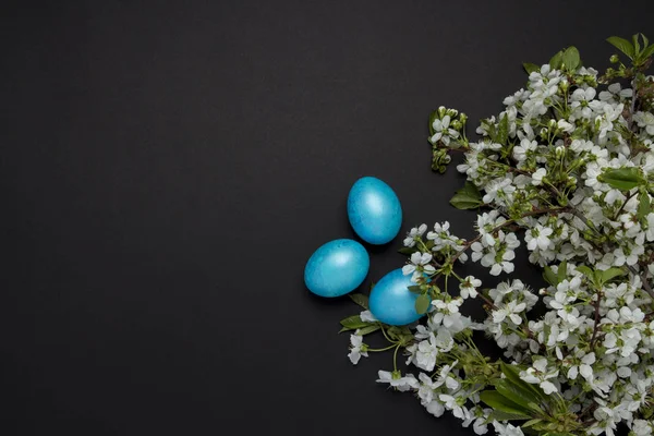 Ramo de flor de cerejeira e ovos azuis de Páscoa no fundo preto . — Fotografia de Stock