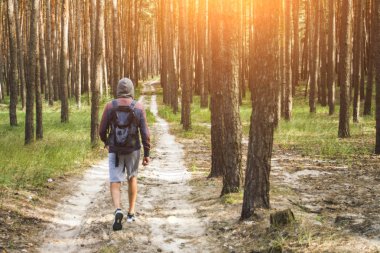 Gezgin adam bir sırt çantası ile patikadan bir çam ormanı içinde yürür. Orman ve dağlar'da yürüyüş kavramı