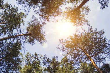 Gün batımında mavi gökyüzü arka plan üzerinde çam ormanı. Alttan üste çekilmiş fotoğrafı