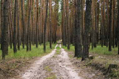 Günbatımında bir çam ormanı içinde orman yolu. Duvar kağıdı veya arka plan kullanılabilir
