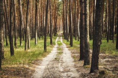 Günbatımında bir çam ormanı içinde orman yolu. Duvar kağıdı veya arka plan kullanılabilir