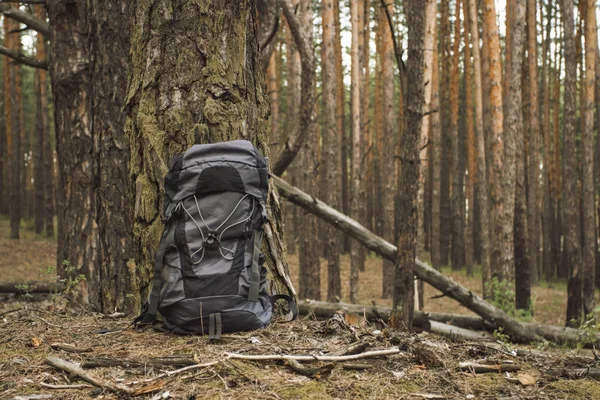 Turistický batoh stojí u stromu v doménové struktuře. Pojetí pěší výlet do lesa nebo na hory. Přežití v přírodě — Stock fotografie