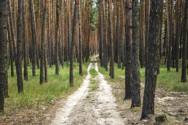 Günbatımında bir çam ormanı içinde orman yolu. Duvar kağıdı veya arka plan kullanılabilir