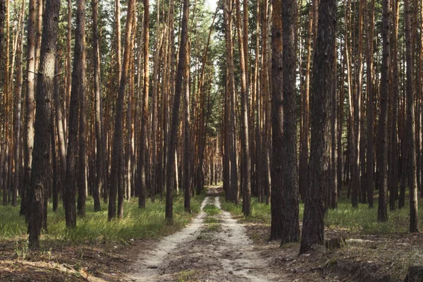 Camino forestal en un bosque de pinos al atardecer. Se puede utilizar como fondo de pantalla o fondo — Foto de Stock