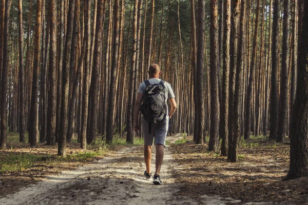 Traveler man walks with a backpack on a dirt road in a pine forest. Concept of hiking in the forest and mountains — Stock Photo, Image