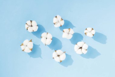 Mavi bir arka plan üzerinde pamuk çiçekler açtı. Doğal kumaş, pamuk, kozmetik kavramı. Düz döşeme, üst görünüm.