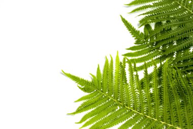 Beyaz izole bir arka planda Fern yaprakları veya palmiye ağaçları. CONCEP