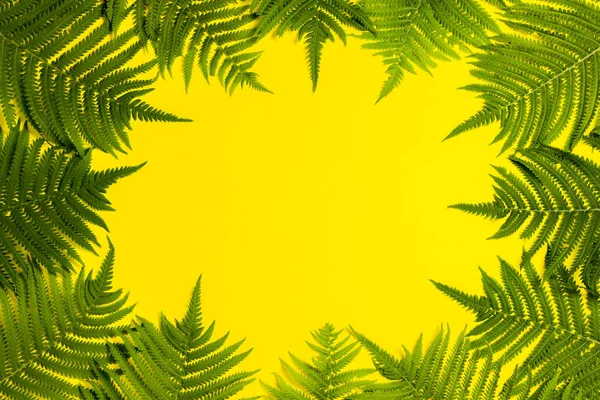 Liść paproci lub palmy na żółtym tle. Koncepcja — Zdjęcie stockowe