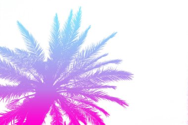 Bir brig üzerinde parlak bir yaz degrade ile palmiye ağaçlarının silueti