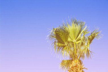 Mavi gökyüzüne karşı palmiye ağacı. Konsept tropik, tatil ve tra