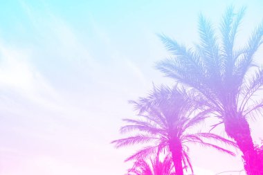 Bir brig üzerinde parlak bir yaz degrade ile palmiye ağaçlarının silueti