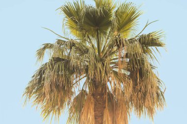 Mavi gökyüzüne karşı palmiye ağacı. Konsept tropik, tatil ve tra