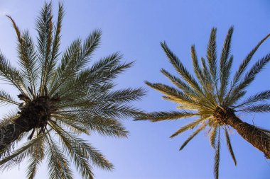 Mavi gökyüzüne karşı palmiye ağaçları. Konsept tropik, tatil ve tr