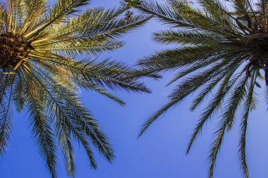 Mavi gökyüzüne karşı palmiye ağaçları. Konsept tropik, tatil ve tr