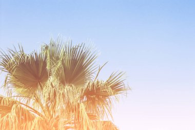 Mavi gökyüzüne karşı palmiye ağacı. Konsept tropik, tatil ve tra
