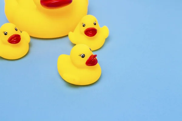 Rubber toy of yellow color Mama-duck and small ducklings on a bl
