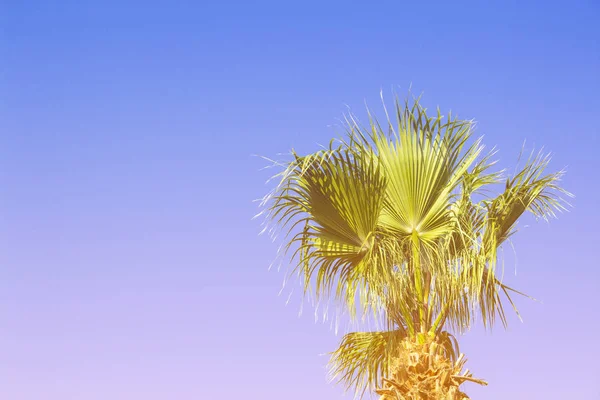 Palma na błękitne niebo. Koncepcja Zwrotnika, wakacje i tra — Zdjęcie stockowe