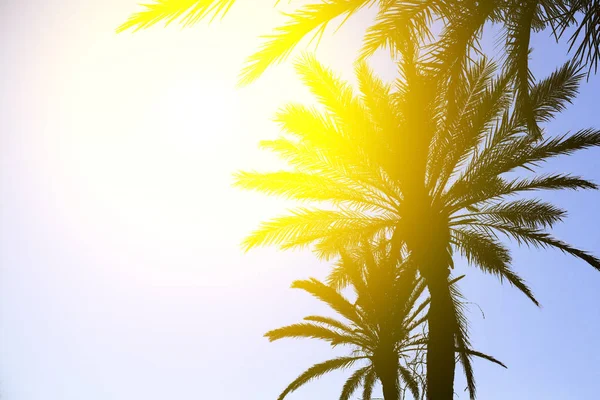 Silhouette of palm trees with a bright summer gradient on a brig — Stock Photo, Image