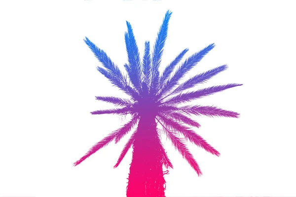 Bir brig üzerinde parlak bir yaz degrade ile palmiye ağaçlarının silueti — Stok fotoğraf