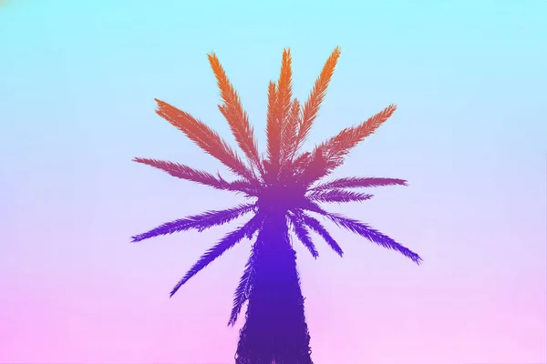 Silhouette von Palmen mit einem hellen Sommergefälle auf einer Brücke — Stockfoto