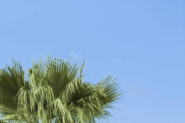 Palm tree against the blue sky. Concept tropic, vacation and tra — Stock Photo, Image