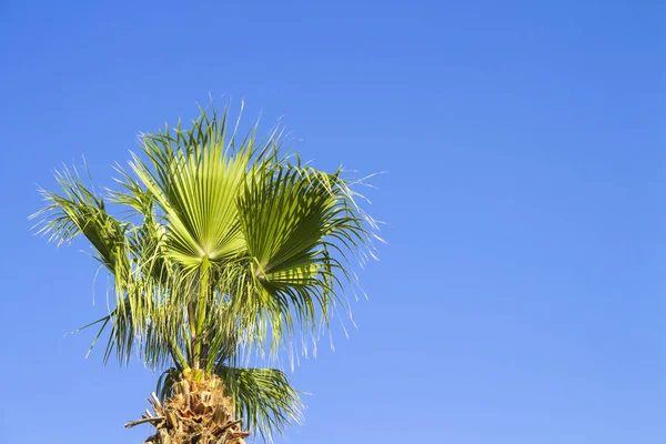 Palm boom tegen de blauwe lucht. Concept Tropic, vakantie en tra — Stockfoto