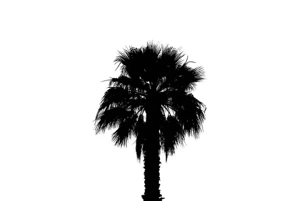 Silueta palmových stromů s jasným letním přechodem na Brigu — Stock fotografie