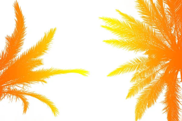 Silhuett av palmer med en ljus sommar gradient på en Brigg — Stockfoto