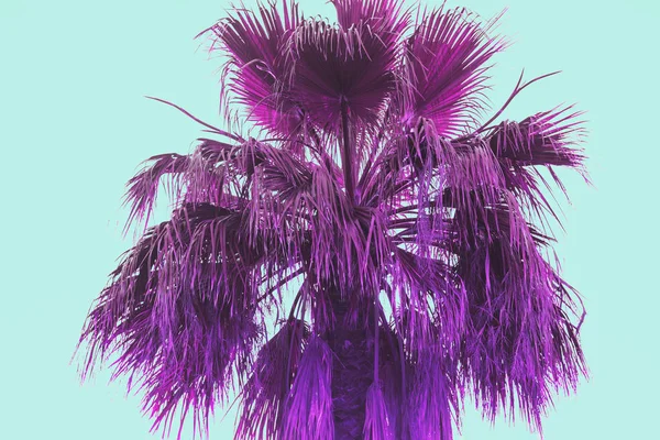 Silhouette di palme con un gradiente estivo luminoso su un ligh — Foto Stock