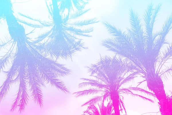 Silueta de palmeras con un brillante gradiente de verano en un bergantín — Foto de Stock