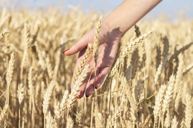 Dişi el, tarlada buğday veya arpa kulaklarına dokunur. İyi hasat konsepti, tahıllar, doğal ürün