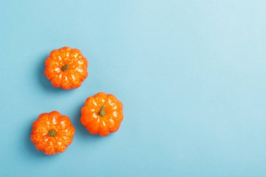 Mavi arka planda dekoratif kabaklar. Cadılar Bayramı konsepti, hasat, sonbahar. Düz döşeme, üst görünüm