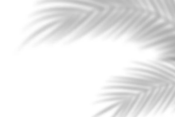 L'ombra da foglie di palma su uno sfondo di parete bianco. Fondo bianco, cartone. Immagine astratta. Concetto tropicale — Foto Stock