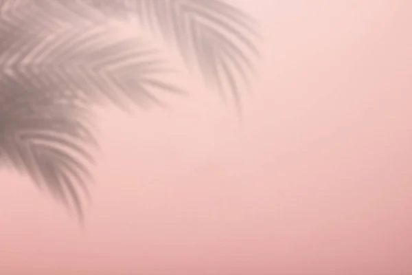 Ombre des feuilles de palmier sur un fond mural rose. Fond rose, carton. Image abstraite — Photo