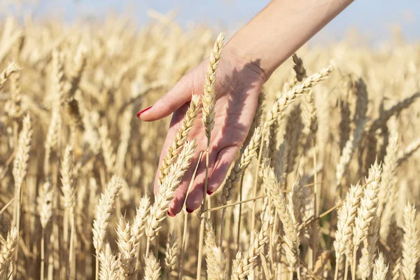 Dişi el, tarlada buğday veya arpa kulaklarına dokunur. İyi hasat konsepti, tahıllar, doğal ürün