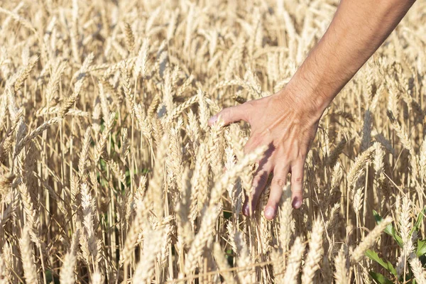 Erkek eli tarlada buğday veya arpa kulaklarına dokunur. İyi hasat konsepti, tahıllar, doğal ürün.