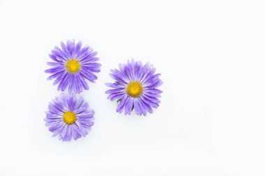 Süt banyosunda güzel mor çiçekler. Spa tedavisi, rahatlama, spa tedavisi, terapi...