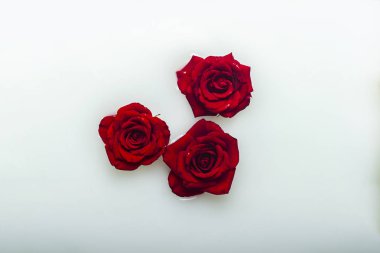 Süt banyosunda güzel kırmızı güller. Spa tedavisi kavramı, rahatlama, spa tedavisi, terapi