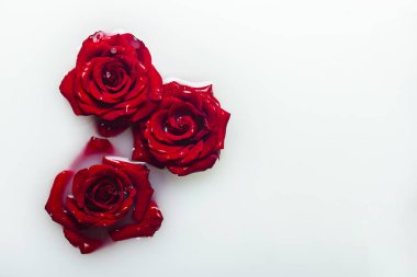 Süt banyosunda güzel kırmızı güller. Spa tedavisi kavramı, rahatlama, spa tedavisi, terapi