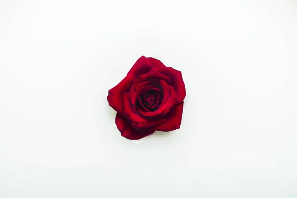 Belle rose rosse in un bagno di latte. Concetto di trattamenti termali, relax, trattamenti termali, terapia — Foto Stock