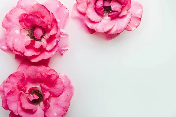 Gyönyörű rózsaszín rózsák a tejfürdőben. Fogalom spa kezelések, pihenés, spa kezelések, terápia — Stock Fotó