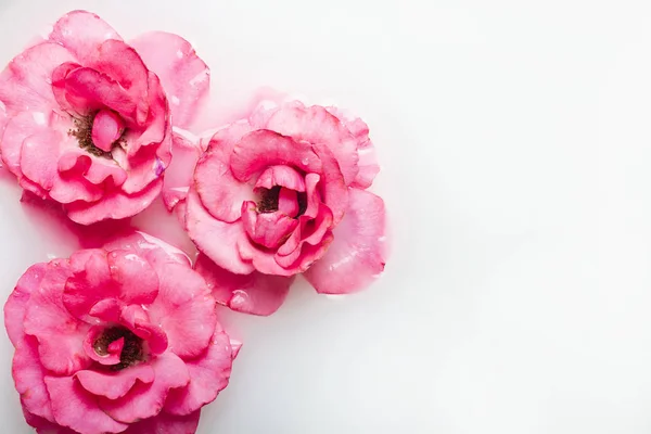 Gyönyörű rózsaszín rózsák a tejfürdőben. Fogalom spa kezelések, pihenés, spa kezelések, terápia — Stock Fotó