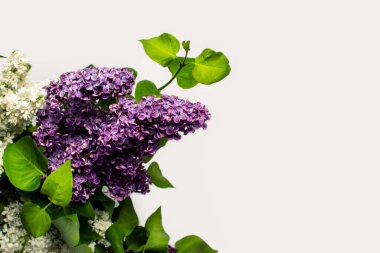 Beyaz arka planda güzel leylak dalları. Uzayı kopyala, düzleştir, yatır