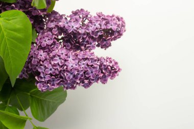 Beyaz arka planda güzel leylak dalları. Uzayı kopyala, düzleştir, yatır