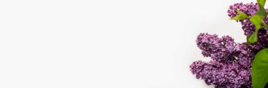 Bahar çiçeği. Beyaz arka planda güzel leylak dalları. Uzayı kopyala, düzleştir, yat. Pankart.