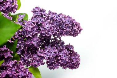 Beyaz arka planda güzel leylak dalları. Uzayı kopyala, düzleştir, yatır