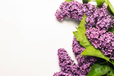 Bahar çiçeği. Beyaz arka planda leylak dallar. Uzayı kopyala, düzleştir, yatır.